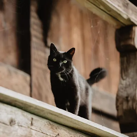 Romantisches Schwarzwaelder Bauernhaeuschen Huesli Am Griesbachhof * Titisee-Neustadt